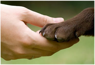 pet cremation sligo